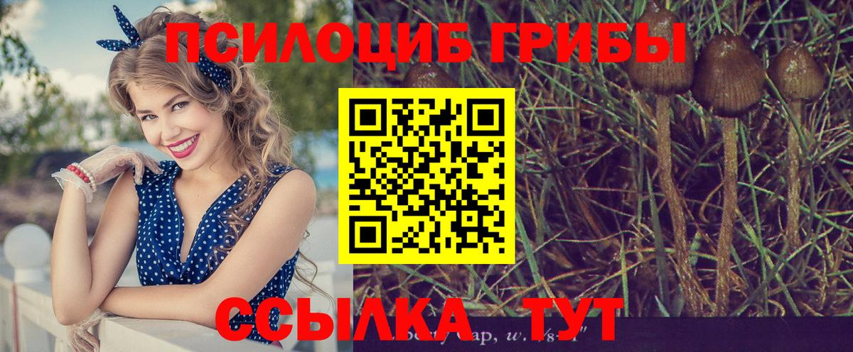 Зерноград  Псилоцибиновые грибы GOLDEN TEACHER  Вход с VPN 